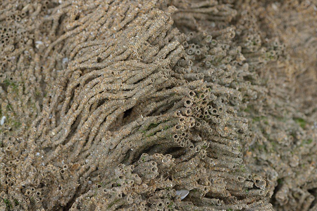 Colonies_d'hermelles_(Sabellaria_alveolata)_(Ifremer_-Jade-Burdallet-CC BY 4-0.jpg