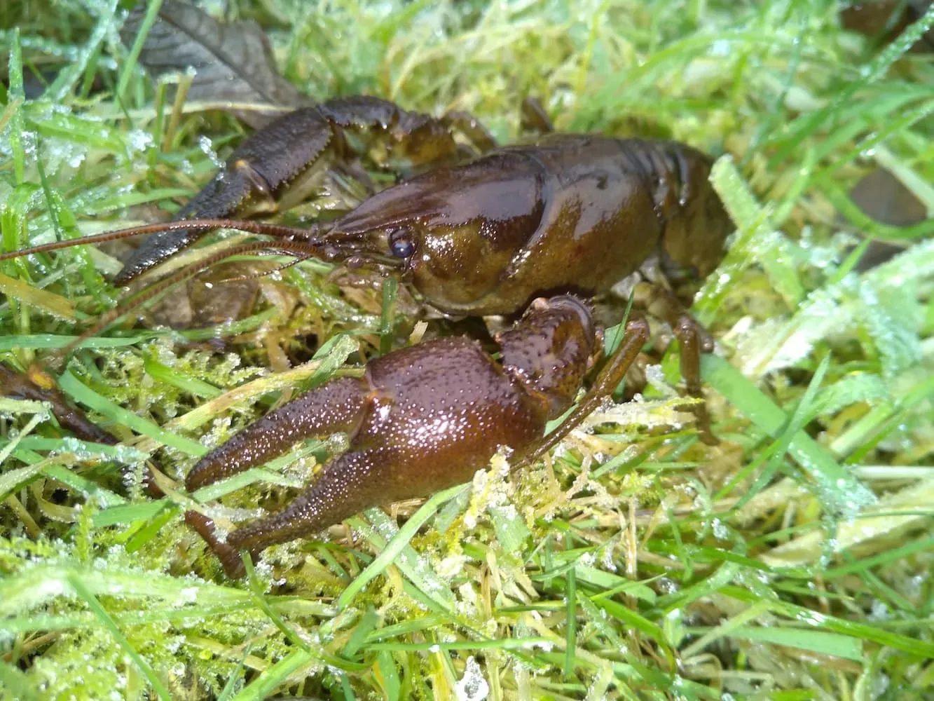 ecrevisse-pattes-blanches-Austropotamobius pallipes-Pierrick-Pustoc'h.webp